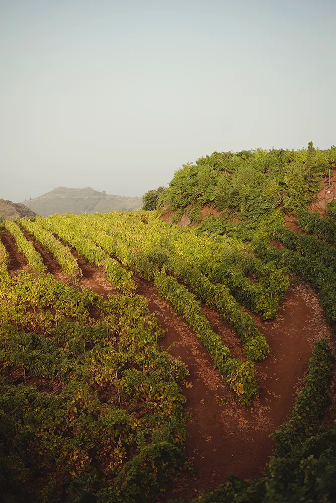 Viñedos de altura en Vega de San Mateo